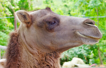 Portrait of Camel