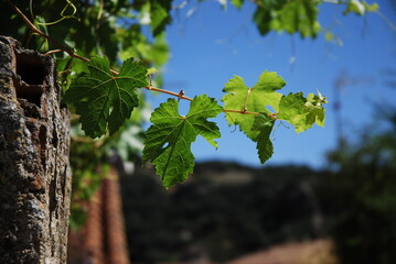 rama de hojas verdes sobre cielo azul