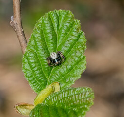 goldenrod crab spider