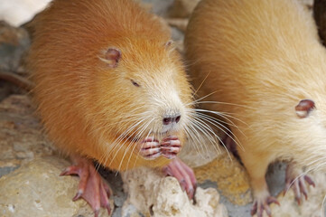 redhead coypu or nutria eating a ccookies
