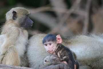 Baby baboons playing by the Chobe River in Botswana