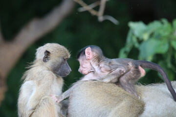Baby baboons playing by the Chobe River in Botswana