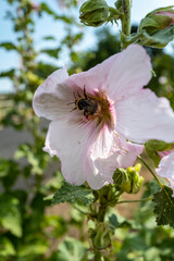 un bourdon sur une Alcea rosea 