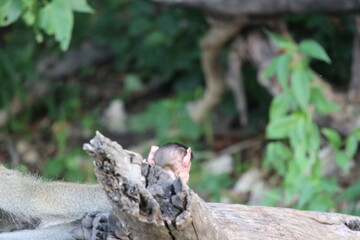 Baby baboons playing by the Chobe River in Botswana
