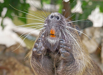 Coypu (Myocastor coypus), also known as nutria