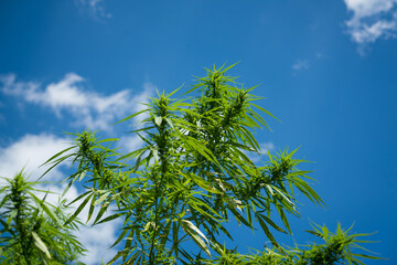 Cannabis Hemp Marijuana