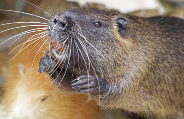 Coypu (Myocastor coypus), also known as nutria