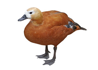 the big beautiful duck on white