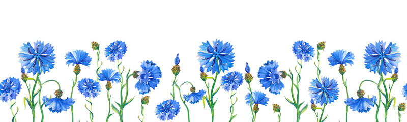 Watercolor banner with cornflowers. Beautiful bright border with blue flowers.The isolated image on a white background.Summer - obrazy, fototapety, plakaty