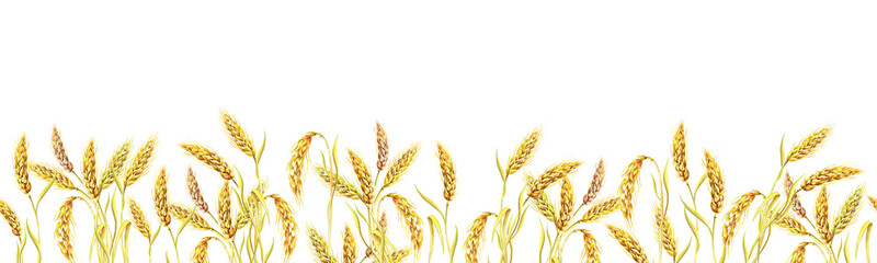 Fototapeta premium Seamless border of ripe wheat ears. Watercolor banner with yellow plants. The isolated image on a white