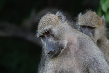 Baby baboons playing by the Chobe River in Botswana