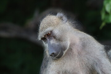 Baby baboons playing by the Chobe River in Botswana