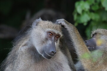 Baby baboons playing by the Chobe River in Botswana