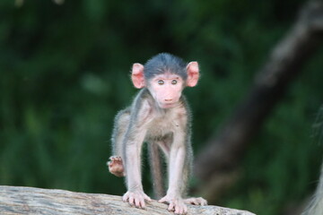 Bamboons playing by the Chobe River in Botswana