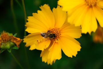 flower and bee