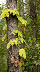 Set of forest plants