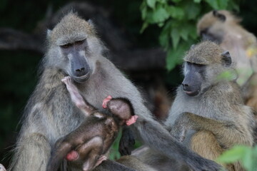 Bamboons playing by the Chobe River in Botswana