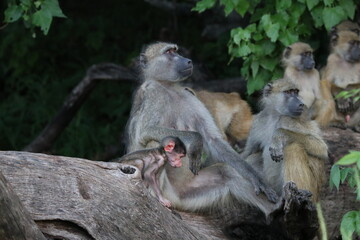 Obraz premium Bamboons playing by the Chobe River in Botswana
