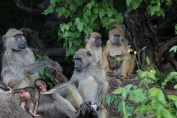 Bamboons playing by the Chobe River in Botswana