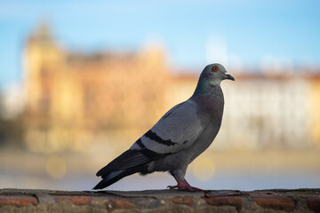 Dove on the background of an old historic building