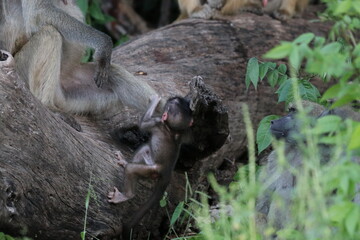 Bamboons playing by the Chobe River in Botswana