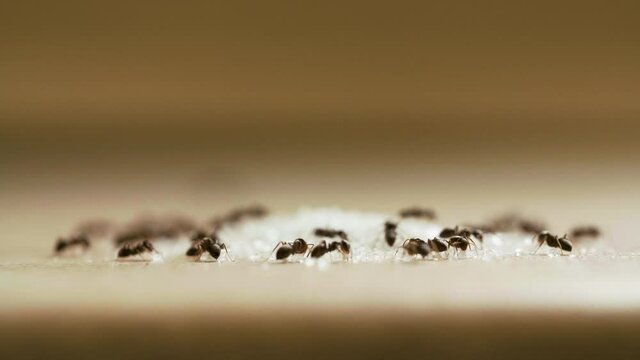 Ants eating sugar on woods table in the kitchen
