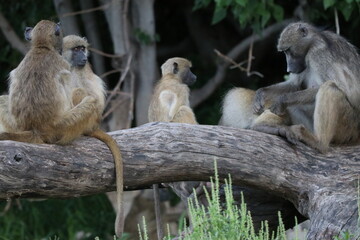 Bamboons playing by the Chobe River in Botswana