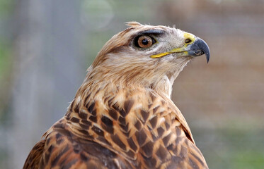 beautiful mountain eagle