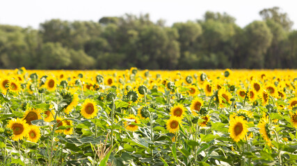 Campo com muitos girassóis