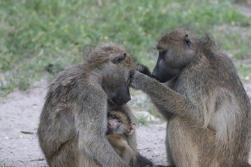 Bamboons playing by the Chobe River in Botswana