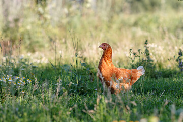 Brown open range chicken in grass covered field