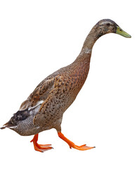 the big beautiful duck on white