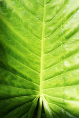 large green leaf close up view