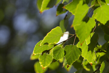 Spring green foliage. Abstract Natural Backgrounds With Birch Foliage