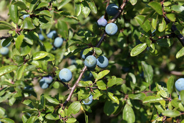 Blackthorn branch with ripening berries and green leaves