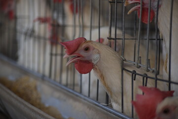 chicken in the cage