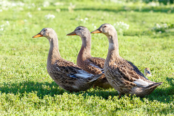 Mallard wild duck (Anas platyrhynchos) standing on the grass, male wild duck outside the water.