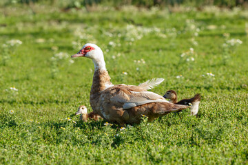 Muscovy duck mother with ducklings. The musky duck. The maintenance of musky ducks in a household.