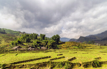 Fototapeta na wymiar Vietnamese rice paddy fields
