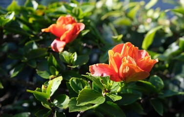 Flowers outside the window
