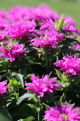 Closeup of the flowers of Grand Parade beebalm (Monarda didyma 'ACrade')
