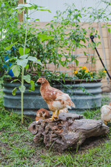 Young Chicken Standing on a Rock next to a Rustic Vegetable Garden