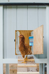 Red Chicken Walking out of a Grey Chicken Coop on a Farm © Betsy