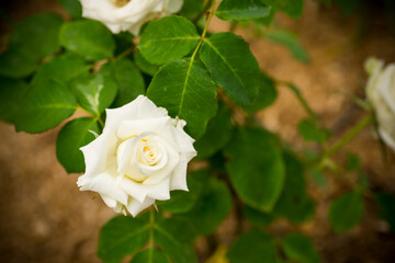 beautiful yellow rose with a red tint on an orange