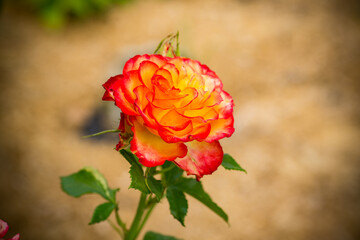 beautiful yellow rose with a red tint on an orange