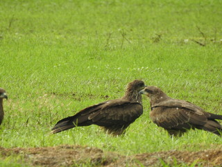 Two eagle on the ground