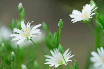 White forest flowers and green grass. The concept of summer and spring flowers. Natural background. Photo with shallow depth of field, selective focus.