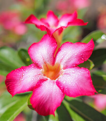 Closeup pink azalea (Adenium obesum) with water droplets on the petals With flowers and leaves in a blurred background