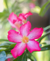 Pink azalea (Adenium obesum) with water droplets on the petals With flowers and leaves in a blurred background