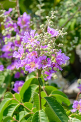 Lagerstroemia floribunda are blooming at summer in thailand, closeup beautiful purple flowers on tree